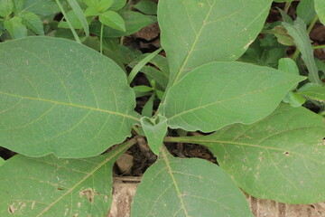 Broadleaf plant with visible veins fuzzy texture and irregular edges in a natural outdoor setting