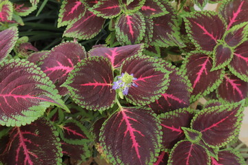 Closeup of coleus plants w green scalloped edges maroonpink veins and lavender flowers at the center of a cluster