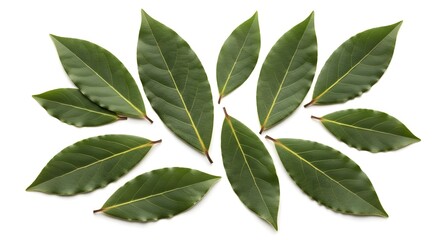 Arrangement of several fresh green bay leaves isolated on a white background view
