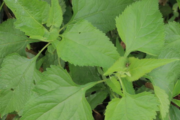 Cluster of green serratededged leaves fill the frame revealing detailed textures and vibrant color