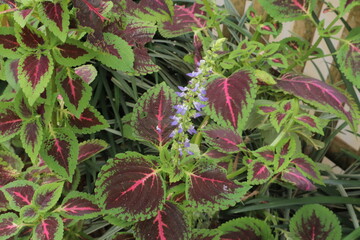 Coleus plant displays patterned leaves  a delicate flower stalk in a garden setting rich in hues