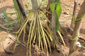 Corn plants prop roots spread above soil with stems and leaves visible in a brown dirt field © upen