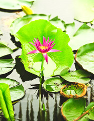 The background is the lotus leaf and pink lotus flower. A peace scene in the countryside, Thailand
