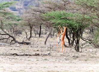  Beautiful impala antelope on the savannah. Impala in Tarangire National Park, Tanzania, Africa, and Kenya  
