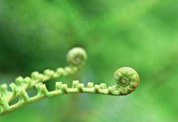 Close up of a young green fern grows in a forest in early spring.concept of a nature background