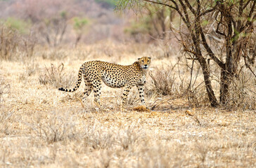 Cheetah on the Masai Mara in Africa 