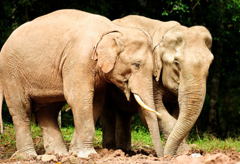 Wild elephants in Khao Yai National Park , Thailand. Khao Yai National Park is home to many elephants.
