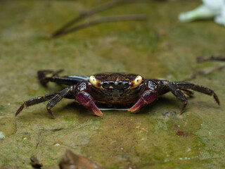 Purple vampire crabs on the moss rock 