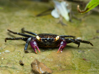 Purple Vampire Crabs  on the moss rock