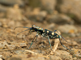 Tiger beetle hunt Ant on the ground 