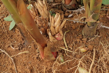 Ginger plants sprout in reddishbrown soil with visible roots and new shoots emerging