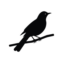 Cuckoo Birds  Silhouette Vector Design White Background.