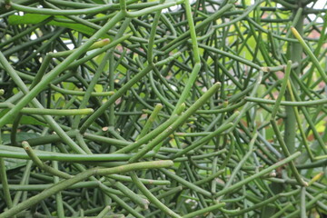 Green pencil cactus stems interweave forming a tangled plant