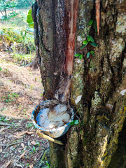 Traditional process of tapping sap from pine trees.