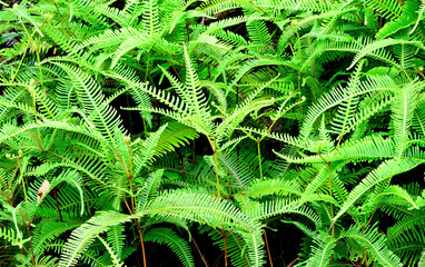 Green fern growing in tropical forest nature background concept