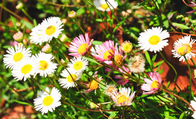 Macro shot of the little wild flower in the natural garden.