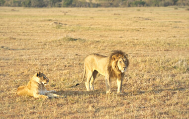  Wild animals in nature ,  Wild African lions on the grass, Masai Mara. Kenya, Africa