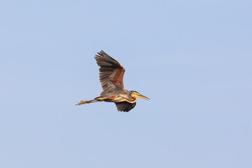 Purple Heron, Ardea purpurea. Bird in flight against the sky