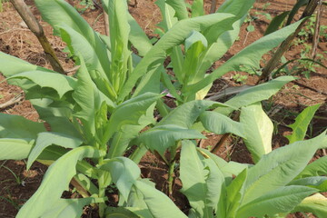 Obraz premium Green romaine lettuce grows in a field its leaves lush against reddishbrown soil basking in bright sunlight