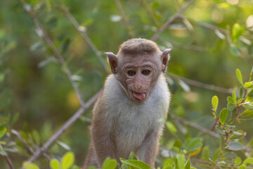 baby macaque sitting on a tree, monkey, animals of sri lanka