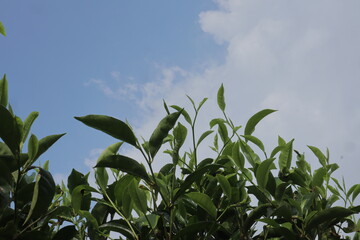 Green tea leaves fill the lower frame against a blue sky with white clouds