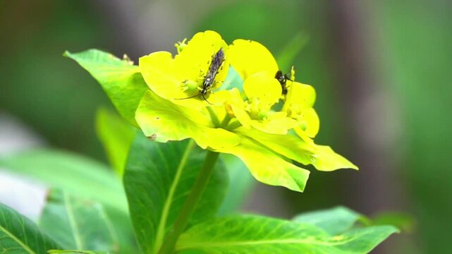 Insect Pollinating Euphorbia rigida Flowers &ndash; 120fps Slow Motion 4K Footage