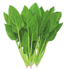 ほうれん草のイラスト