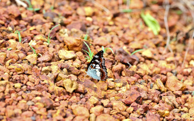 Beautiful butterflies in nature, beautiful insects on the natural ground in the rainforest.

