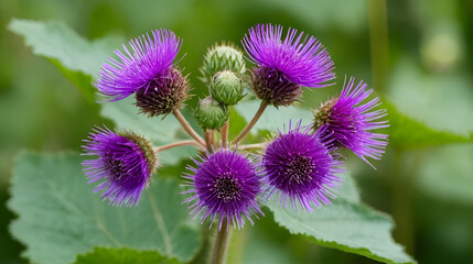 Close-up of purple bastard burdock with blurry background