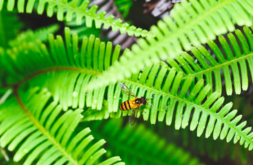 Bee on a fern in the forest
