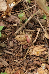 Java cardamom fruit, showcasing its unique shape and texture. Ideal for spice, culinary, and Southeast Asian themes.