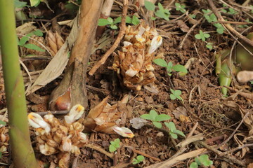 Groundlevel view of a plant with brown budsflowers and small green leaves amidst twigs and soil