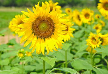 Sunflower natural background. Sunflower blooming.
