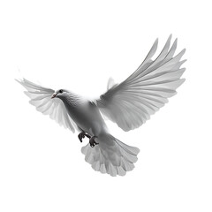 White dove in flight isolated on transparent background