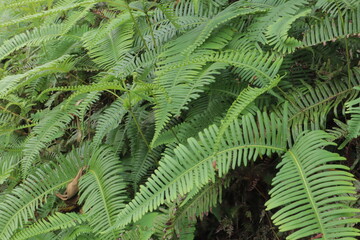 Lush green ferns fill the frame creating a dense natural scene