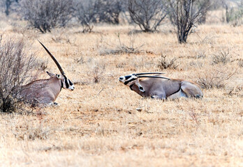 Gemsbok animal, South African Oryx, large antelope in nature habitat, Kenya, Sossusvlei , Namibia. Wild animals in the savannah. 