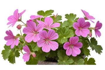 Ivy geranium thrives in containers