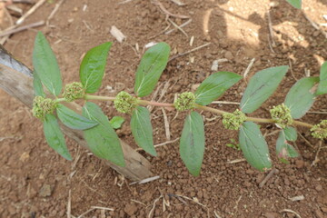 Prostrate spurge plant with small leaves and clustered flowers lying on the dry brown soil