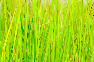 Natural background of green grass