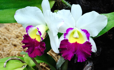  Beautiful orchid flower with green leaves in the background of a garden