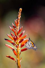 A bright orange monarch butterfly feeds on a bright orange aloe cactus plant and flower in a garden in San Diego, California. 