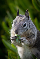 A close up of a fluffy gray squirrel eating crab grass on the coastline of La Jolla, California.  