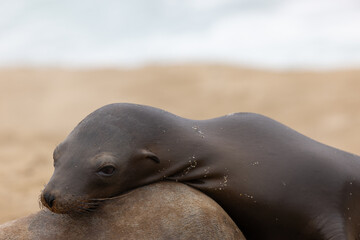 A California Sea Lion rests on the rocks above the beaches and coastline of La Jolla, California near San Diego.  