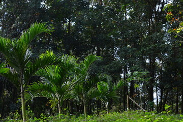 Lush tropical forest in springtime with palm trees and dense green foliage, perfect for nature backgrounds, eco themes, and landscape designs