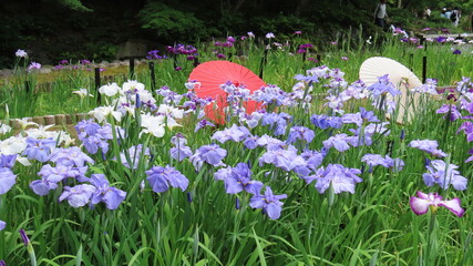 Japanese Irises in Bloom with Traditional Wagasa Umbrellas