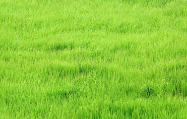 Natural background of green grass