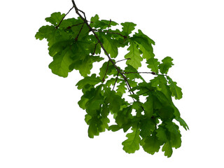 Photo of oak branch with leaves on transparent background