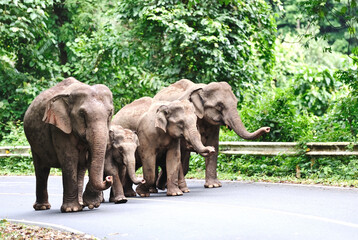 Family of Asian elephant in Khao Yai National Park,Thailand