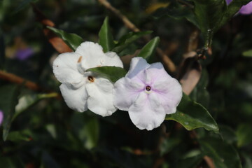 Obraz premium Two Brunfelsia flowers one white and one light purple in bloom amongst green leaves and brown stems