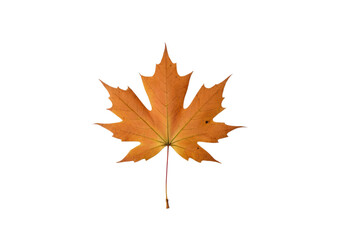 Maple Leaf Vibrant Colors
